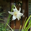 タカサゴユリ開花、、、
