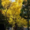 御嶽～沢井　紅葉の多摩川沿いを歩く－３