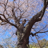 「ふくしま桜旅2024」の記録　初めて行ったら見応えがあった桜7選
