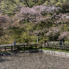 馬見丘陵公園の桜