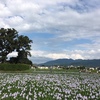 飛鳥時代建立の本薬師寺跡に咲き誇る紫の花・ホテイアオイ