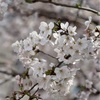 桜、満開