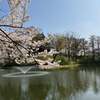 高田公園(日本三大夜桜)に来て花見