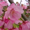 桜の花「陽光」