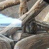 前々からツレが行きたいぜ、と