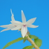 Dendrobium ceraula (White)