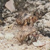 アカツキオカヤドカリ Coenobita pseudorugosus