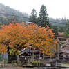 黒田春日神社・百年桜の紅葉