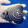 【現物2】ウズキン 13cm±! 海水魚 ヤッコ 15時までのご注文で当日発送【ヤッコ】