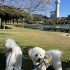 季節まちがえてますよー☆城山公園の桜☆