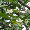 甘夏みかんの花