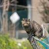 深島のねこさん