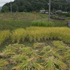 稲刈り焼き栗マコモダケ