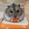 YouTube「動画」と「ショート動画」どちらが伸びる？