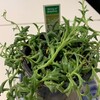 イルカの植物って？