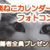 ねこカレンダーフォトコンテスト