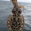 荒天修業、浦賀からスミイカ