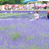 6月23日☆美郷町ラベンダー園…その５