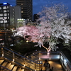 JR岐阜駅北口『やすらぎの里 桜ライトアップ』（4月13日まで）