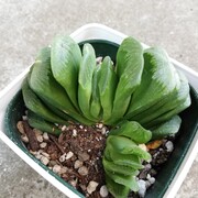 侮るなかれ コメリの多肉植物ライナップ カクタスヴィル