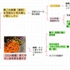 花いっぱい 浦安 2024 の概要