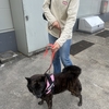 明日は甲斐犬おお忙し。