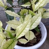 今年こそは挿し木の成功を！　変わり種お茶の木を増やしたい