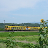 サイクリング中ひまわりを見つけました！　夏ですね～