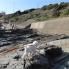 犬と行く　犬吠埼灯台