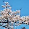 桜の誘惑にはコロナの自粛も勝てぬ...な、小金井公園の桜