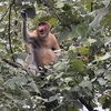 テングザルと食虫植物の天国　バコ国立公園（マレーシア）　ー 世界の国立公園（1）