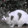      とある公園の野良猫達＃14