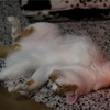 猫と冬