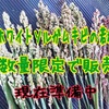 小鳥のおやつ・ホワイトソルガムキビの若穂を半緑穂の状態で限定販売します！近日発売開始‼