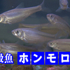 ホンモロコ：釣り堀、富士川にオープン