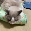 暖かくなってきてのんびりふくちゃん