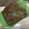 アカエイには耳石がありません