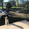 ガチョウと共に預かることになった、カンガル犬のドゥマンちゃん