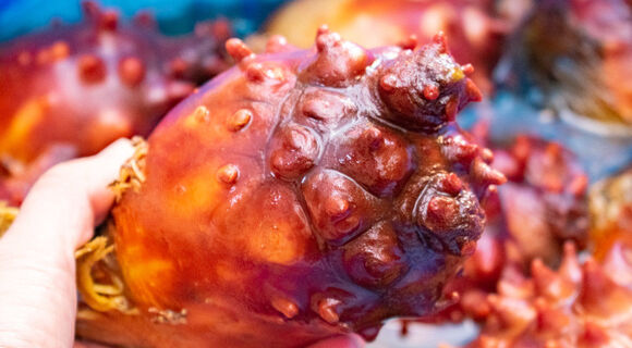 食わず嫌いの皆さんに新鮮な「ほや」の美味しさを知って欲しい【海のパイナップル】