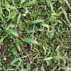 クラピアを植えたのに雑草だらけ？その原因と対策を徹底解説！