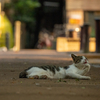 近隣繁華街のねこさん