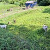 夏の調べ
