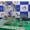 【速報】大麻栽培・所持の疑いでレゲエ歌手「MARSHALL」を逮捕、近畿厚生局麻薬取締部