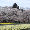 山高神代桜