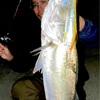 西尾店　西尾市内　シーバス釣果情報！