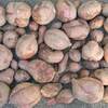 サツマイモ(安納芋、紅はるか)の収穫