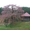 不動桜