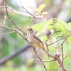 ミミスジヒヨドリ Streak-eared Bulbul