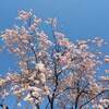 法然院 京都 紅葉 見ごろ時期は？