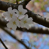 さまざまな桜「アメリカ」